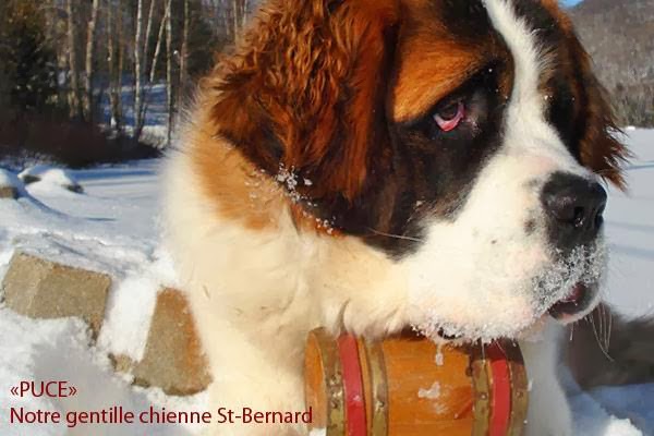 Le Boisé du Lac | 165 Chem. du Lac Duhamel, Mont-Tremblant, QC J8E 2H1, Canada | Phone: (819) 425-2789