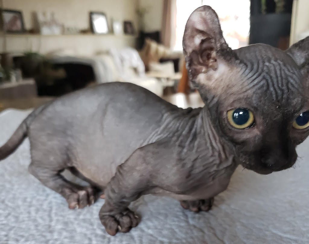 Rare N Bare Sphynx Cattery | 78 Main St S POB 128, Hagersville, ON N0A 1H0, Canada | Phone: (905) 379-4489