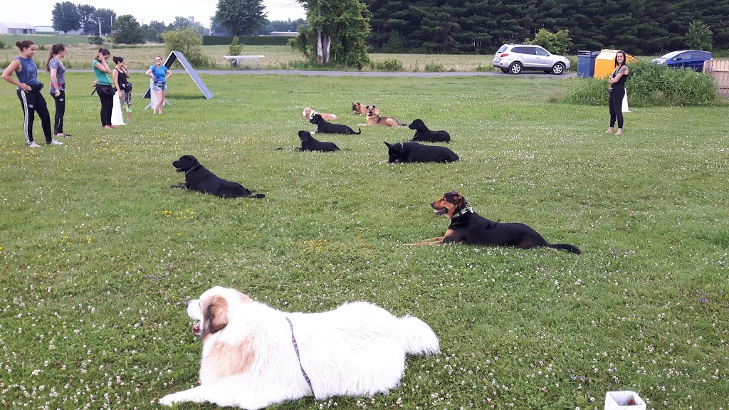 Canine Academy RM | 7570 Chemin du Rapide-Plat N, Saint-Hyacinthe, QC J2S 8B1, Canada | Phone: (450) 799-6500