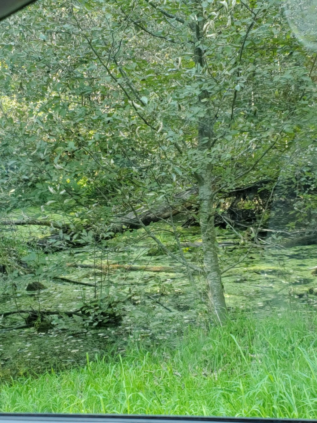 Cowichan River Hatchery | 2380 Hatchery Rd, Koksilah, BC V9L 3Y2, Canada | Phone: (250) 746-5741