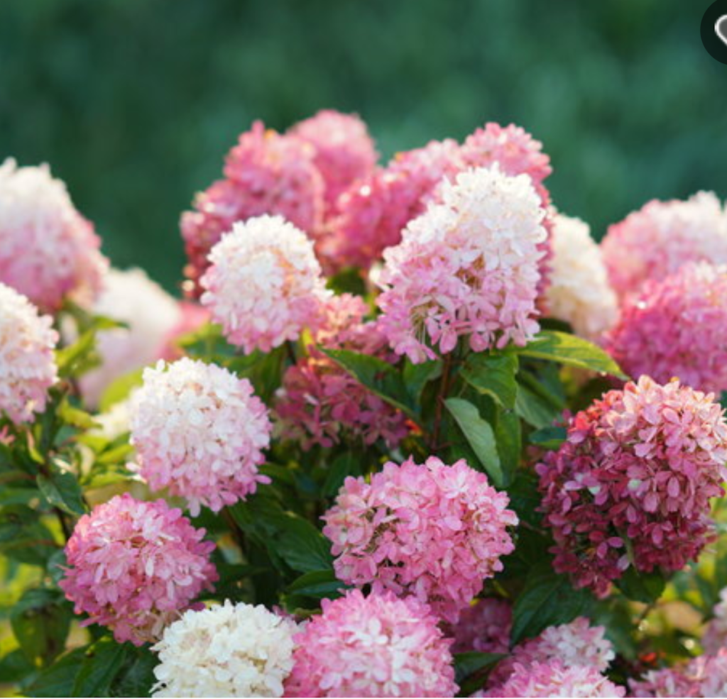GGG Greenhouses And Garden Center | 434201 4 Line, Amaranth, ON L9W 0P3, Canada | Phone: (519) 942-4005