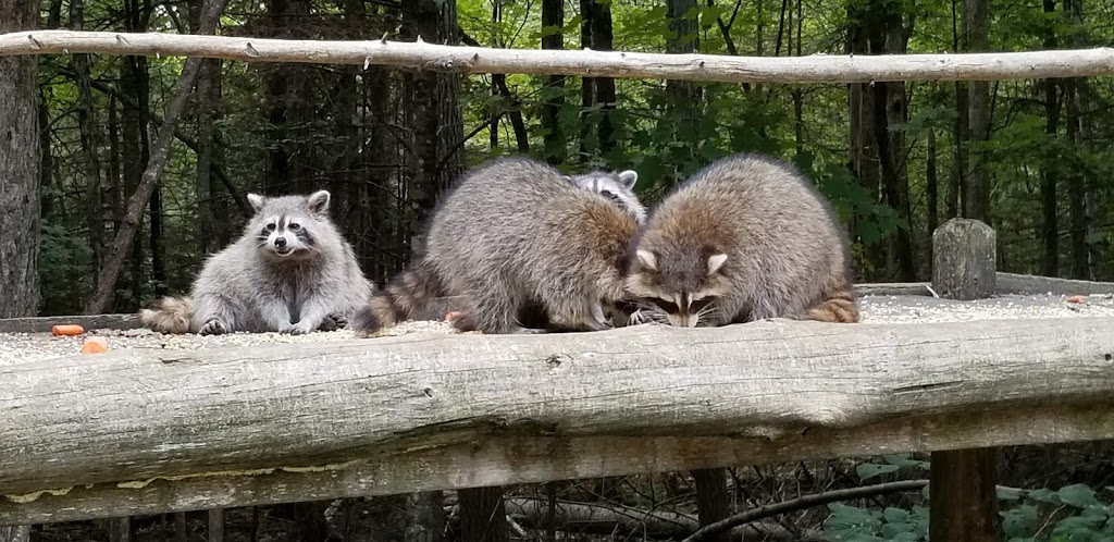 Parc Omega | 399 QC-323, Montebello, QC J0V 1L0, Canada | Phone: (819) 423-5487