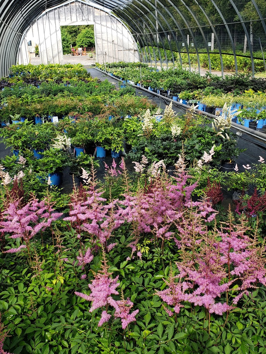 Greenlife Wholesale Nursery | 1770 Manotick Station Rd, Greely, ON K4P 1K4, Canada | Phone: (613) 692-3047