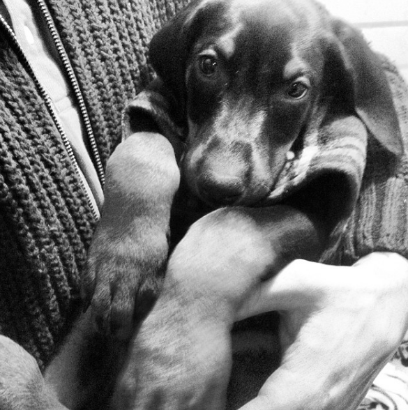 Little Doggy Playcare & House Sitting | Salt Spring Island | 115 Fulford-Ganges Rd #3013, Salt Spring Island, BC V8K 1W2, Canada | Phone: (250) 537-7827