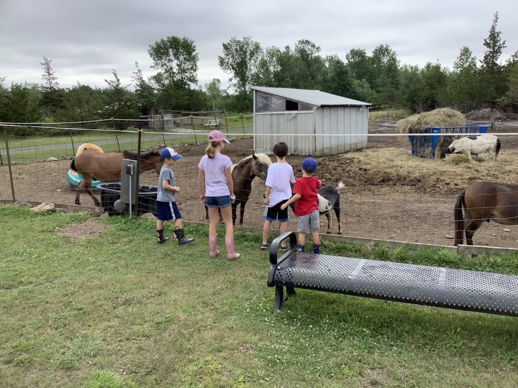Second Chance Ranch Canada Inc | 6038 2, Odessa, ON K0H 2H0, Canada | Phone: (613) 532-0341