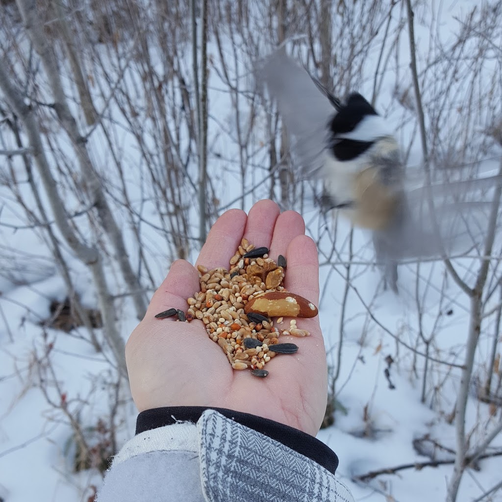 Chickadee Trail (near Gywnne) - Alberta, Canada | Wetaskiwin County No. 10, AB T0C 1L0, Canada