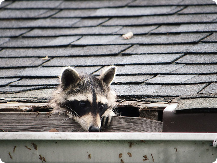 Need Pest Control | 260 Falling Green Cres, Kitchener, ON N2R 0E9, Canada | Phone: (226) 600-5597