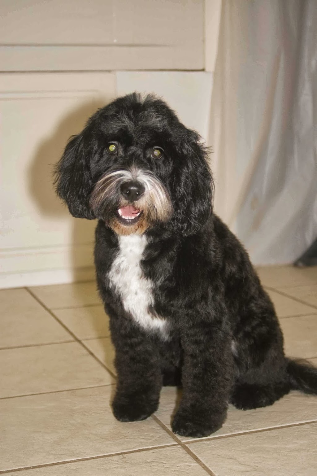 Ruff Cuts Pet Grooming | 6412 Cedar Springs Rd, Kilbride, ON L0P 1G0, Canada | Phone: (905) 335-0898