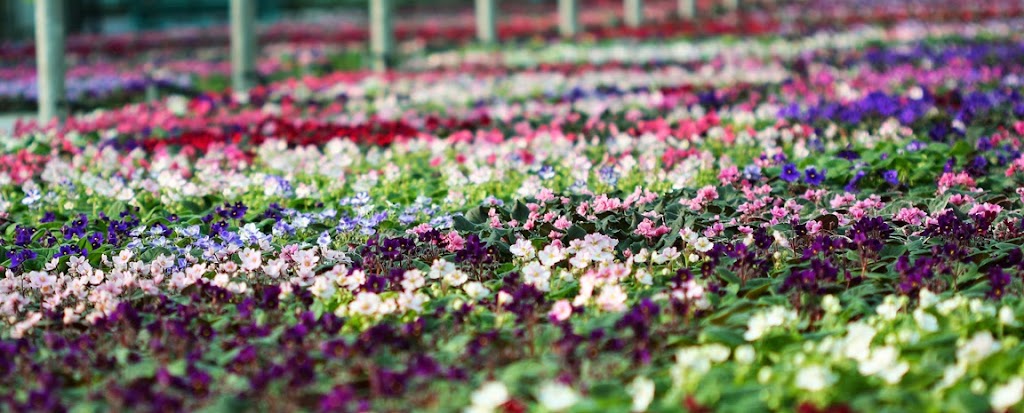 Harster Greenhouses | 250 Hamilton Regional Rd 8, Hamilton, ON L9H 5E1, Canada | Phone: (905) 628-2430
