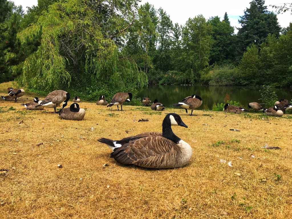 Southmere Village Park | 1701 Martin Dr, Surrey, BC V4A 7A8, Canada