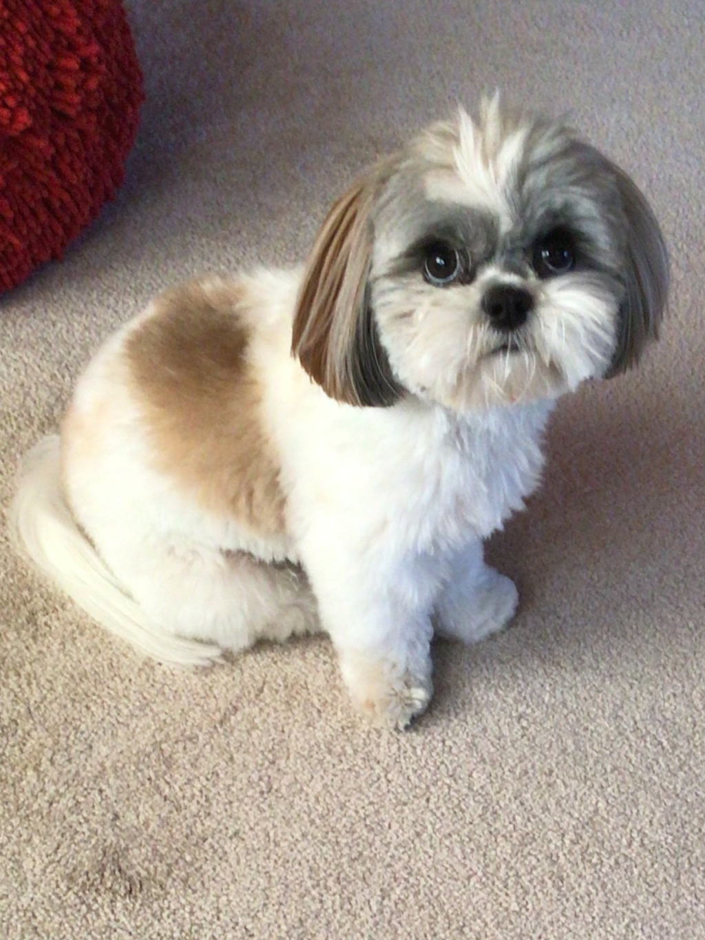 Carberry Small Animal Veterinary Clinic | 115 Third Ave E, Carberry, MB R0K 0H0, Canada | Phone: (204) 834-2033