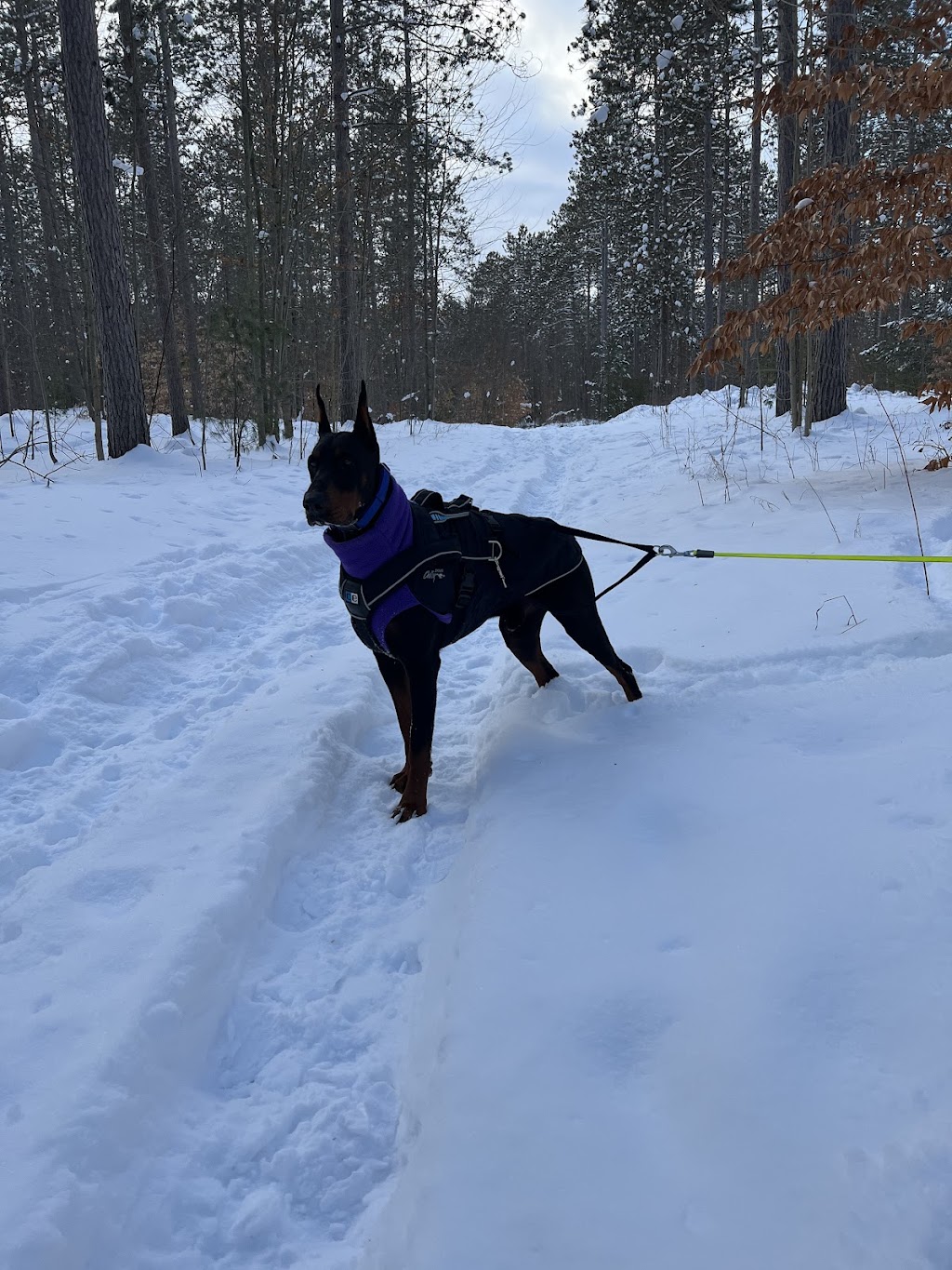 Not Your Everyday K9S | 121 Murphy Rd, Township Of Essa, ON L0M 1B1, Canada | Phone: (705) 816-3597