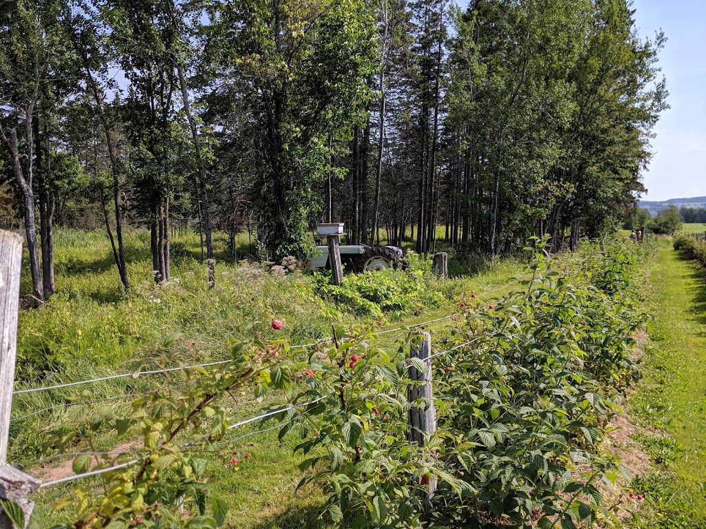 Harpers Rasberry U-Pick | 2937 Main St, Hillsborough, NB E4H 2X9, Canada | Phone: (506) 734-2360