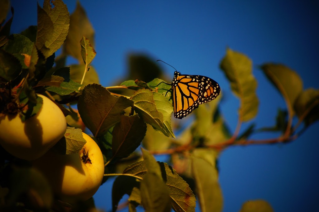Monarch Acres | 280 Gold Creek Rd, Lanark, ON K0G 1K0, Canada | Phone: (613) 808-2938