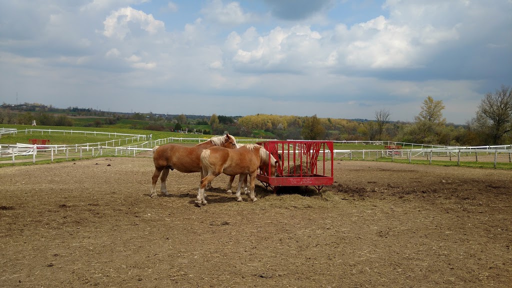 Cherrylane Equestrian Centre Inc | 4145 ON-6, Puslinch, ON N0B 2J0, Canada | Phone: (519) 767-6067