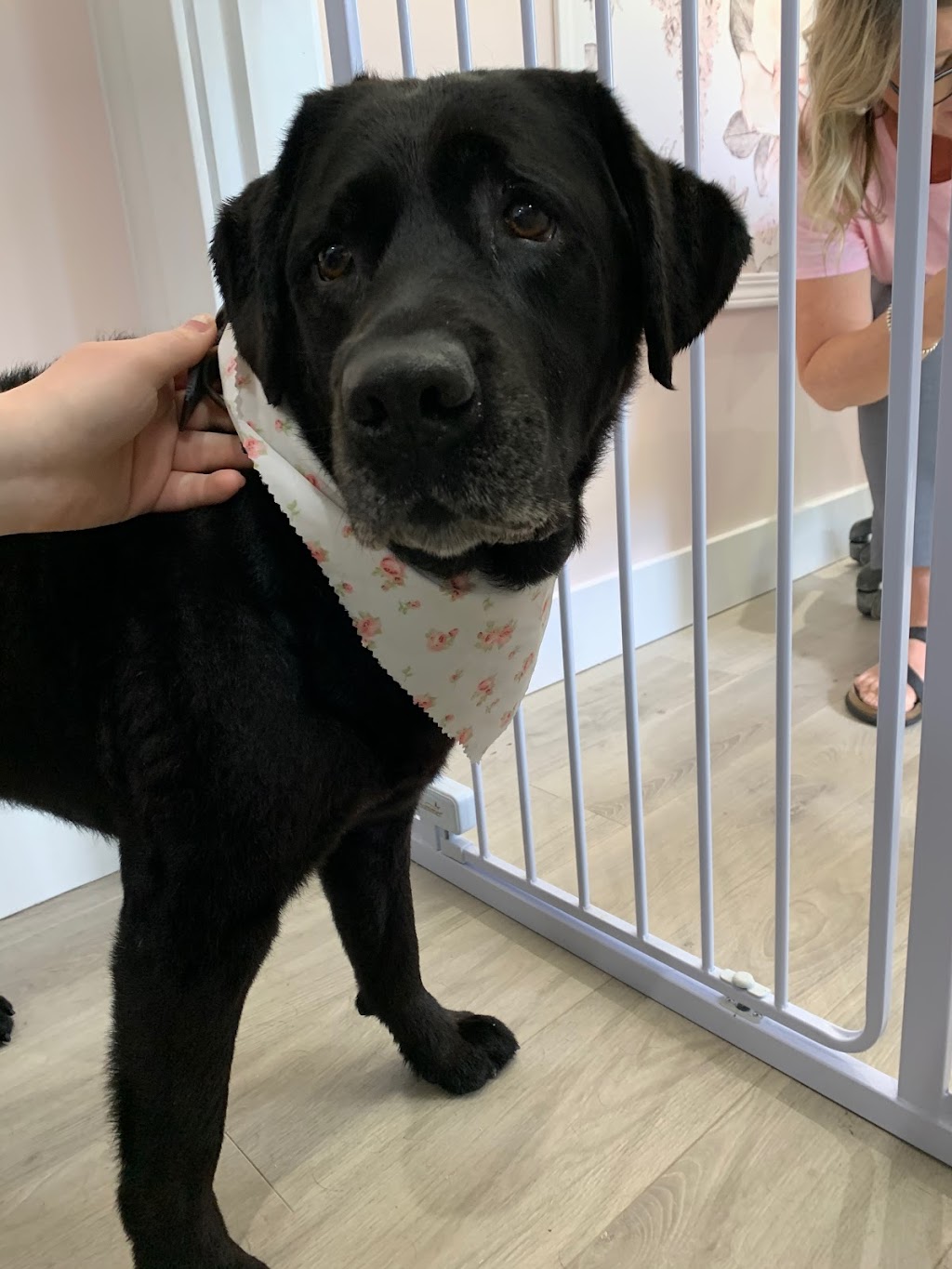 The Groomery Dog Spa | 1275 242 St, Langley, BC V2Z 1L2, Canada | Phone: (778) 246-3647