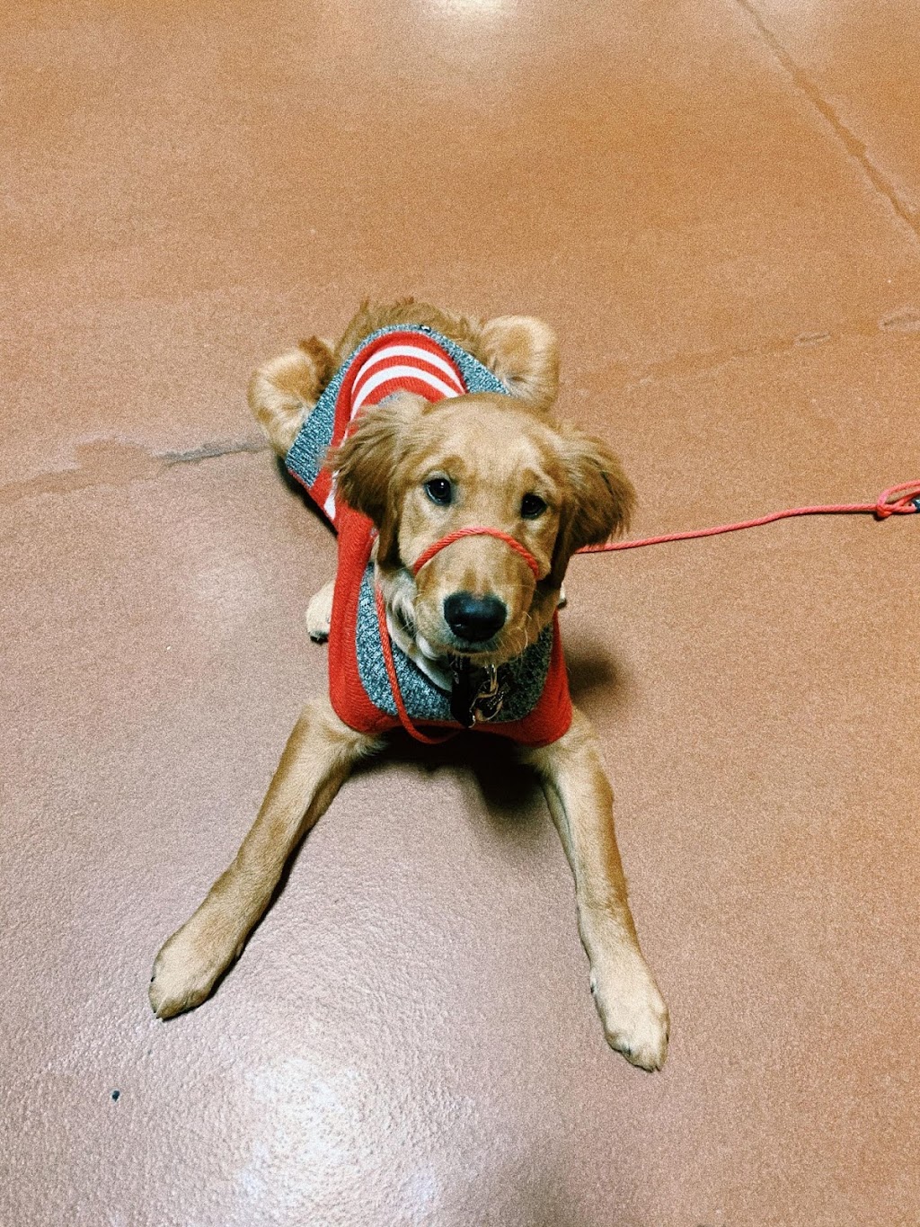 ALLAY Calm Canine | Wellink Dr, East Selkirk, MB R0E 0M0, Canada | Phone: (204) 485-5117
