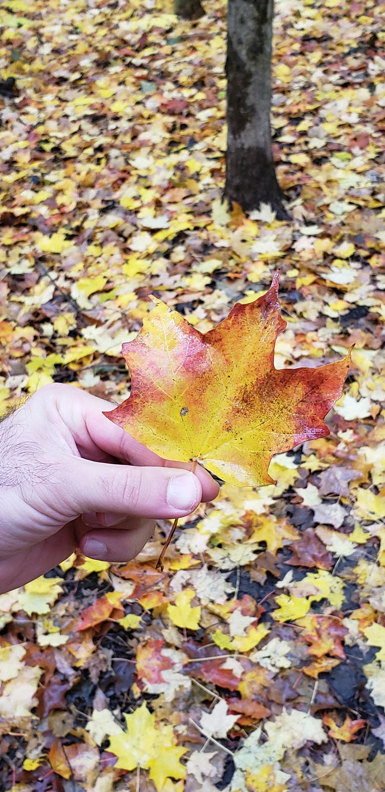 Sugarbush Heritage Park | 91 Thornhill Woods Dr, Thornhill, ON L4J 8S1, Canada | Phone: (905) 832-2281