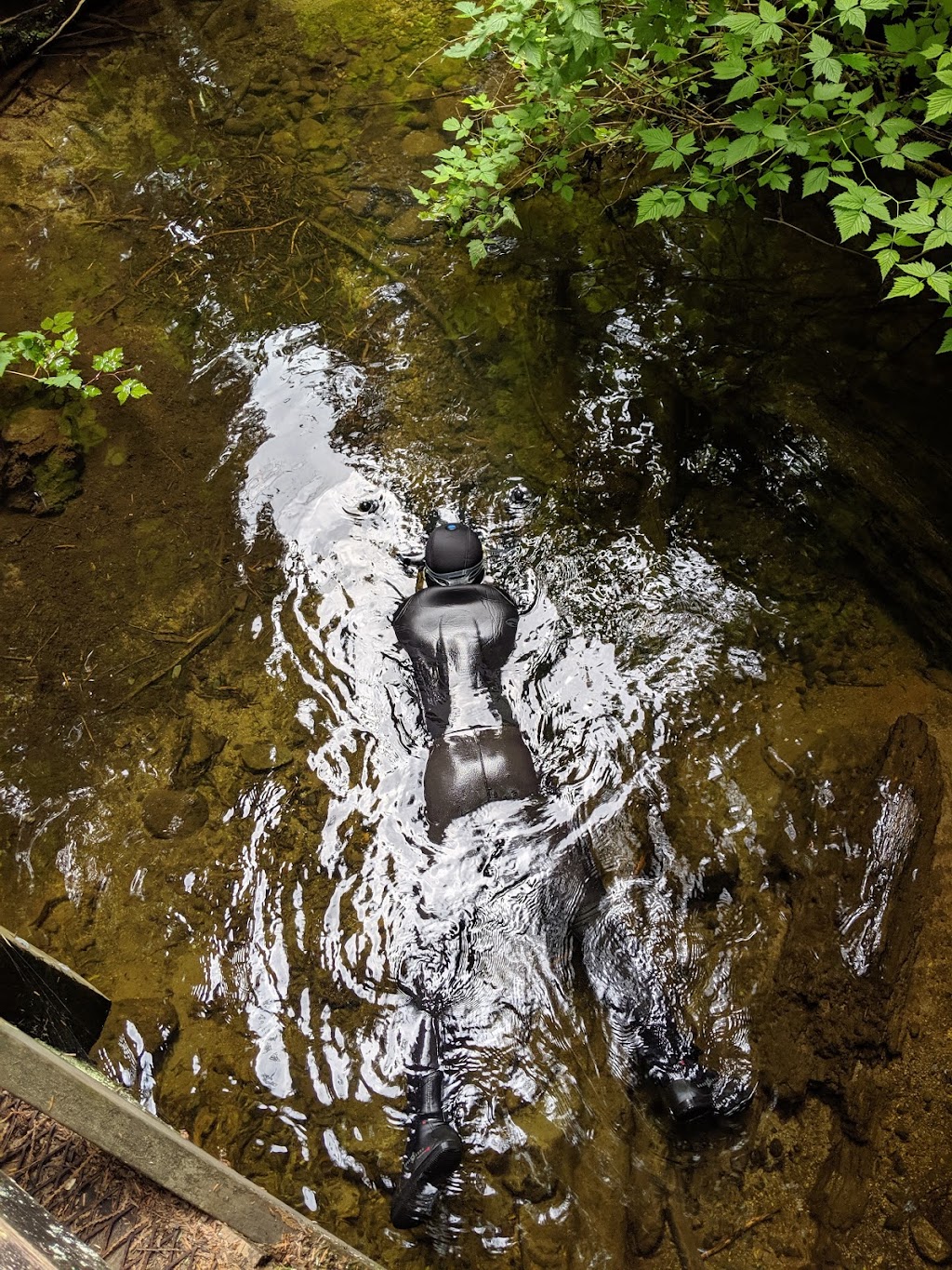 Seymour Salmonid Society | Seymour Valley Trailway, North Vancouver, BC V0N 2E0, Canada | Phone: (604) 288-0511
