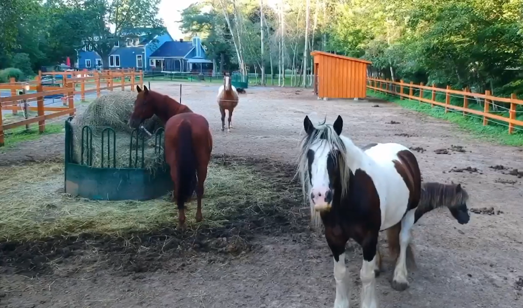 Zoothérapie Véro et ses animaux à Lanaudière | 1676 Chem. de la Côte Georges, Mascouche, QC J7K 3C2, Canada | Phone: (514) 863-5560