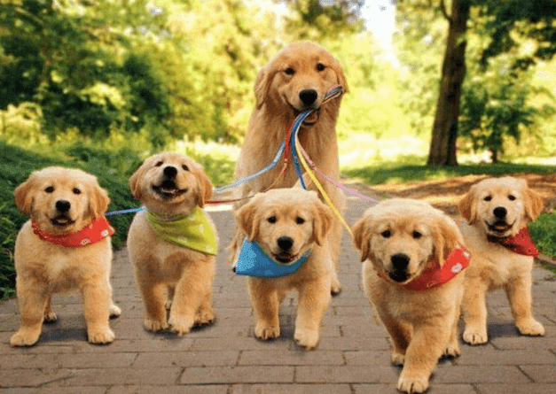 All Season Dog Walking | 1 Brookwell Dr #23, North York, ON M3M 2X9, Canada | Phone: (647) 864-4451