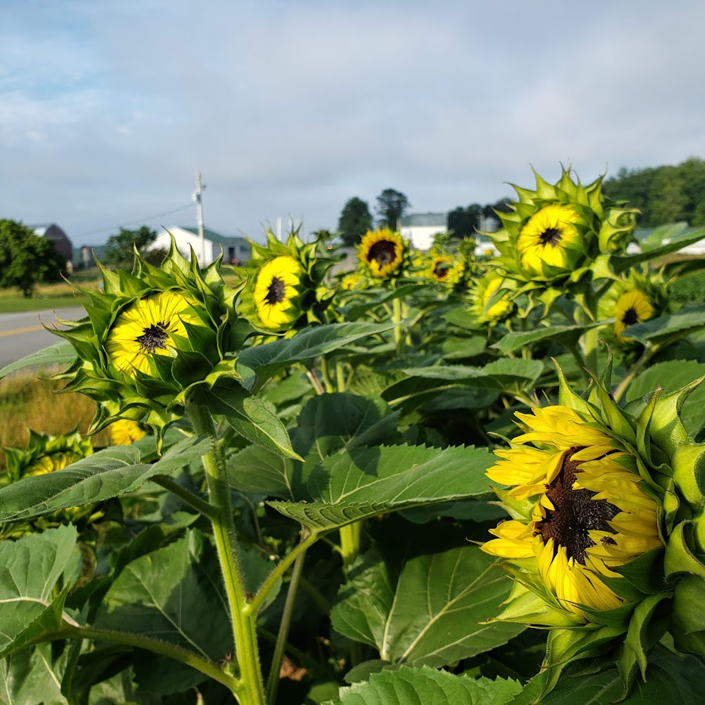 DeLong Farms | 312 Barss Corner Rd, New Germany, NS B0R 1E0, Canada | Phone: (800) 565-1230