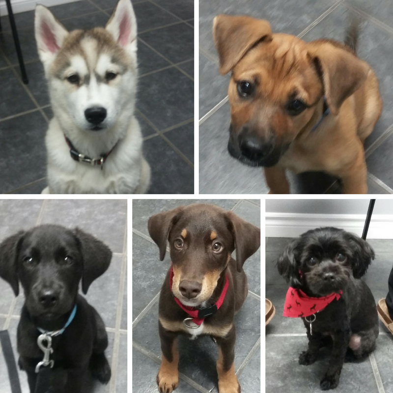 Highway 7 Veterinary Hospital | 25 Ottawa St E, Havelock, ON K0L 1Z0, Canada | Phone: (705) 778-2535