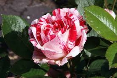 Rambling Rose Nursery | 528 Wesley Acres Rd, Bloomfield, ON K0K 1G0, Canada | Phone: (613) 393-1828