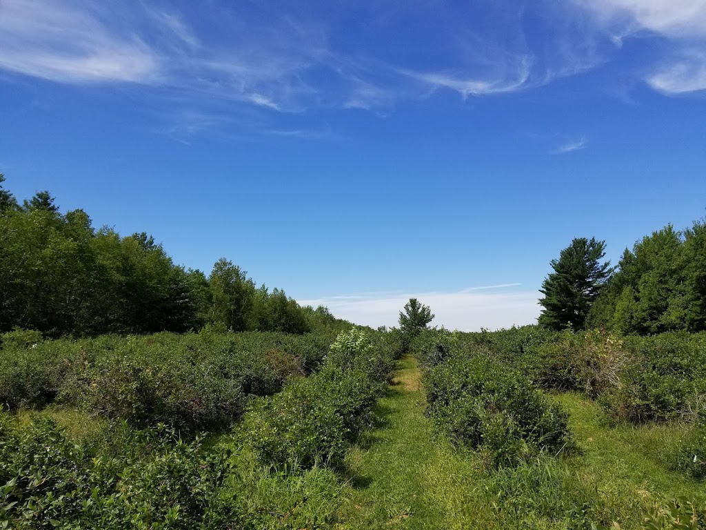 Bleuetière Planète Bleue | 245 Rang Saint-Jean-Baptiste, Saint-Chrysostome, QC J0S 1R0, Canada | Phone: (450) 826-3957