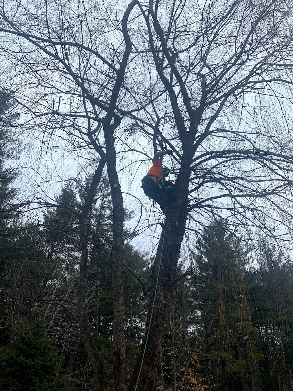 Oxley Tree Care Inc. | 5053 10th Sideroad, Thornton, ON L0L 2N0, Canada | Phone: (705) 896-2064
