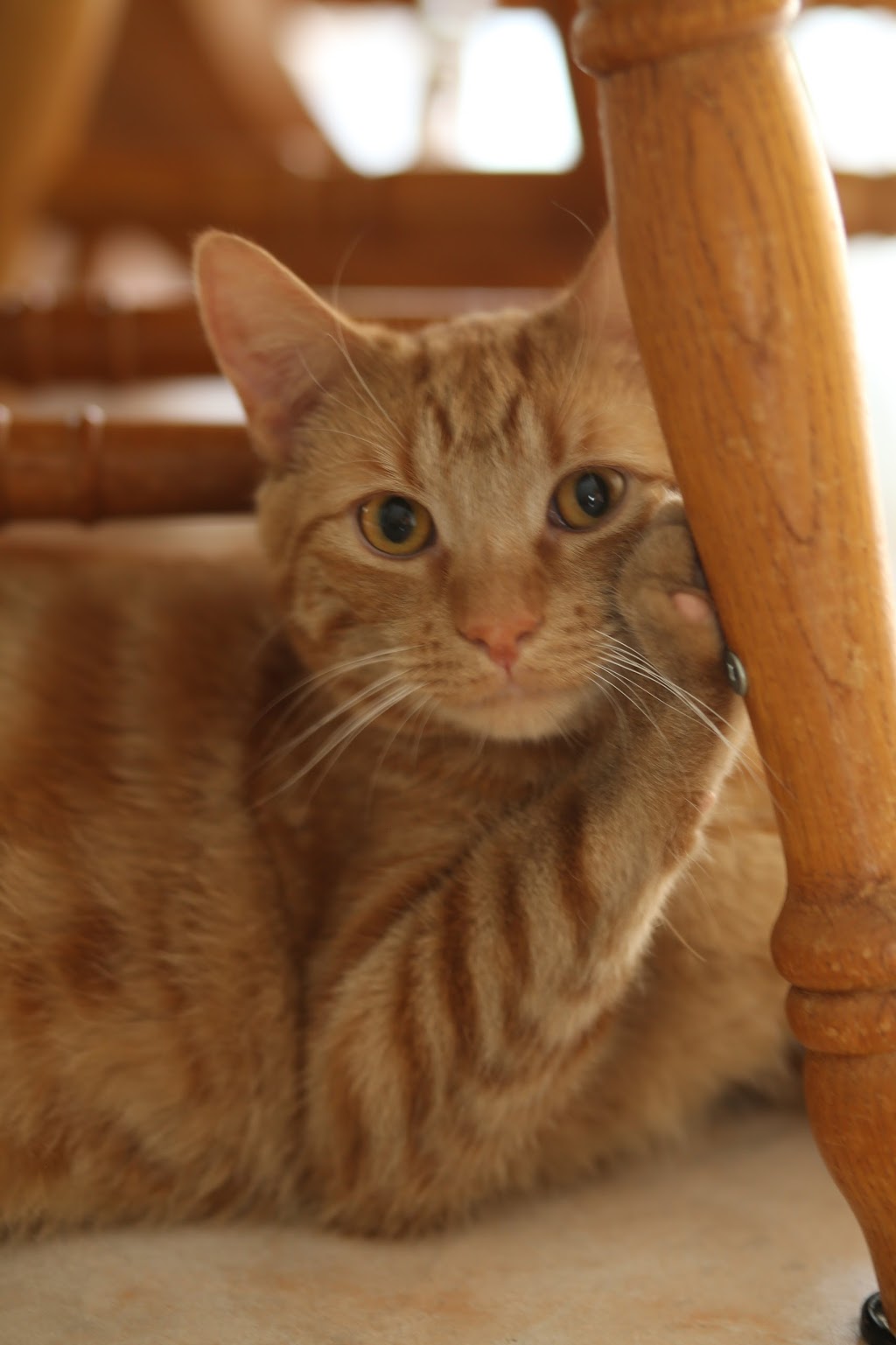 Campbellville Animal Hospital | 35 Crawford Crescent #2, P.O.Box 127, Campbellville, ON L0P 1B0, Canada | Phone: (905) 854-5556