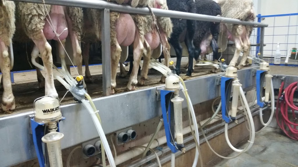 Mark Martin Dairy Sheep Farm | 7015 Side Rd 18, Drayton, ON N0G 1P0, Canada | Phone: (519) 638-3644