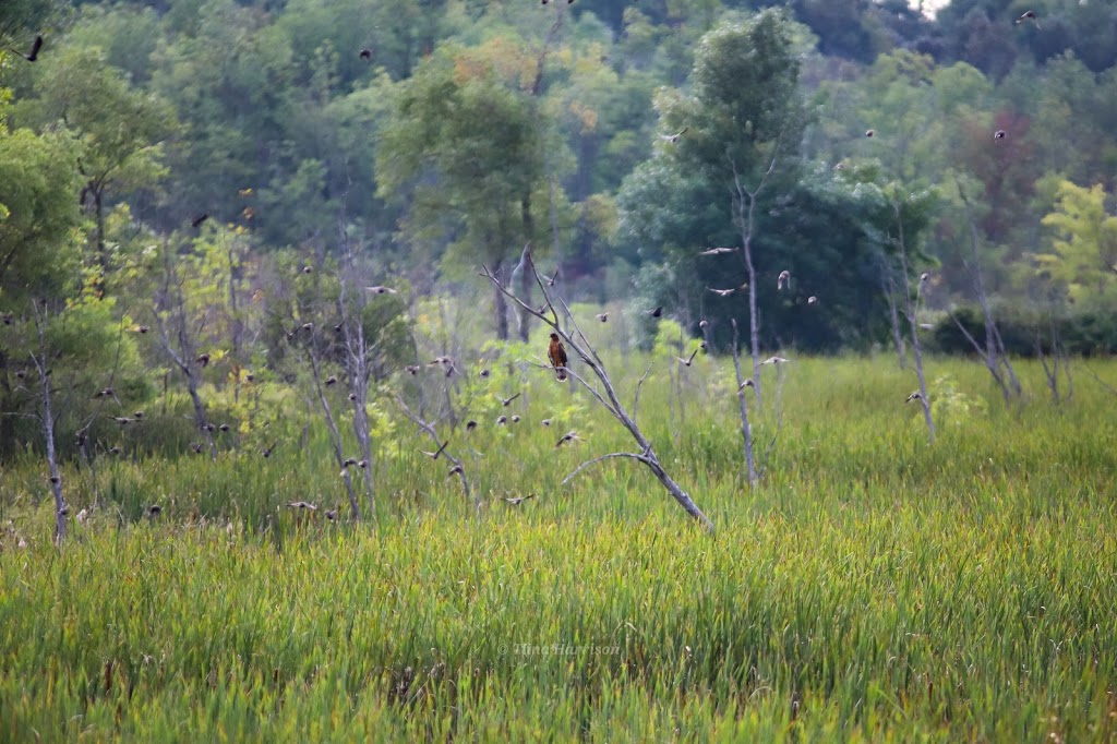 Tiny Marsh Provincial Wildlife Area | 500 Tiny Flos Townline, Elmvale, ON L0L 1P0, Canada | Phone: (705) 322-2200