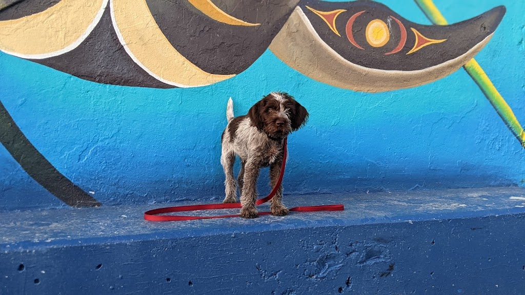 New View Dog Training | 968 Gade Rd, Victoria, BC V9B 0G8, Canada | Phone: (403) 604-1880