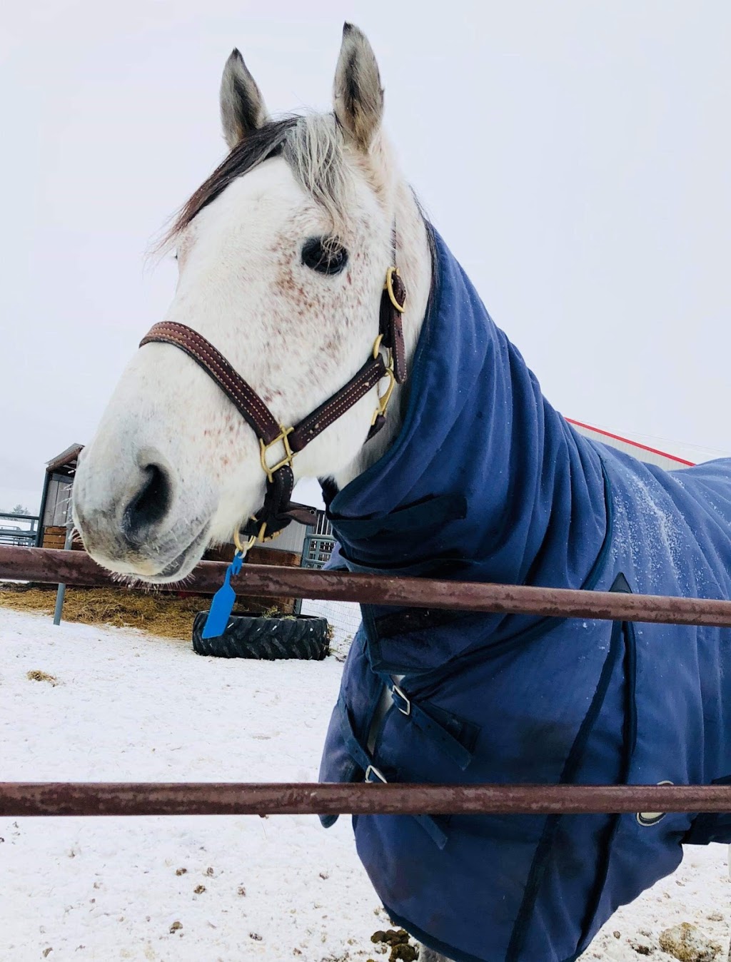 Delaney Veterinary Services | 52218 Range Rd 223, Sherwood Park, AB T8C 1B1, Canada | Phone: (780) 922-3647