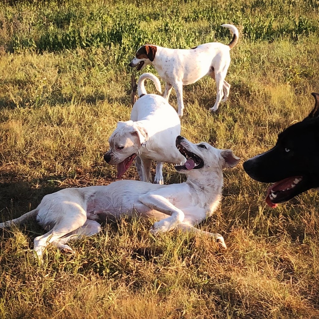 Groovytown Dog Lodge | 286 Shane St, Odessa, ON K0H 2H0, Canada | Phone: (613) 583-3647