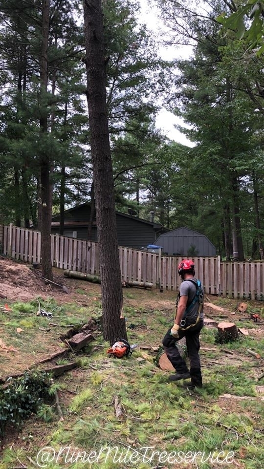 Nine Mile Tree Service | 84679 Kingsbridge Line RR3, Goderich, ON N7A 3X9, Canada | Phone: (519) 955-6869