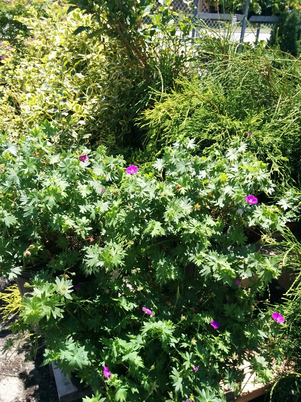 The Gardening Place Ltd | 740 Steeles Ave W, Brampton, ON L6Y 0B1, Canada