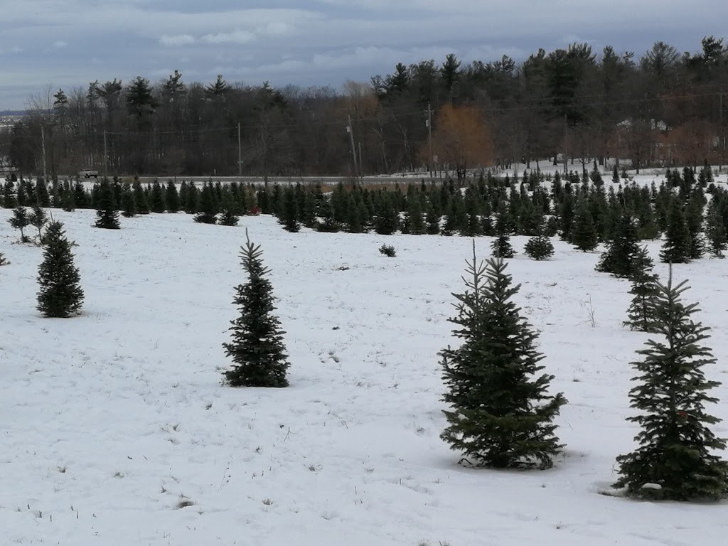 Clembrook Christmas Farm | 4231 Derry Rd W, Milton, ON L9T 2Y1, Canada | Phone: (905) 878-6576