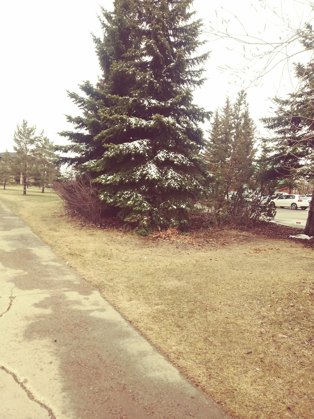 Allen Gray Continuing Care Centre | 5005 28 Ave NW, Edmonton, AB T6L 7G1, Canada | Phone: (780) 469-2371