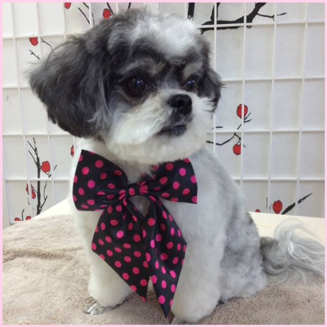 Danielles Dog Grooming Studio | 36675 Dawson Rd, Abbotsford, BC V3G 2L1, Canada | Phone: (604) 996-1213