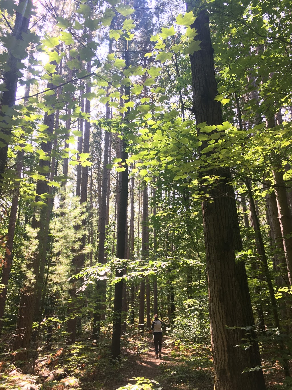 Sidney Conservation Area | 379 Airport Rd, Stirling, ON K0K 3E0, Canada | Phone: (613) 968-3434