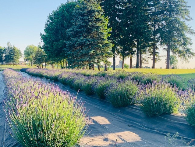 Lavender Works Company | 44702 Newry Rd, Brussels, ON N0G 1H0, Canada | Phone: (519) 291-7613