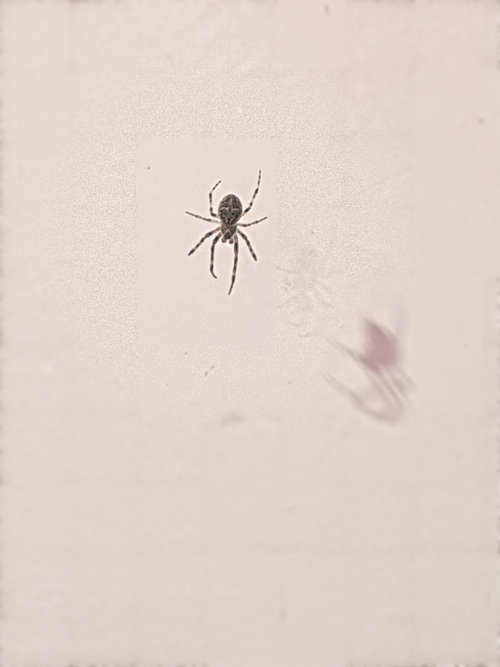 SOS Extermination - Exterminateur de Punaises Coquerelles Fourmi | 3665 Avenue Ridgewood #508, Montréal, QC H3V 1B4, Canada | Phone: (514) 501-2076