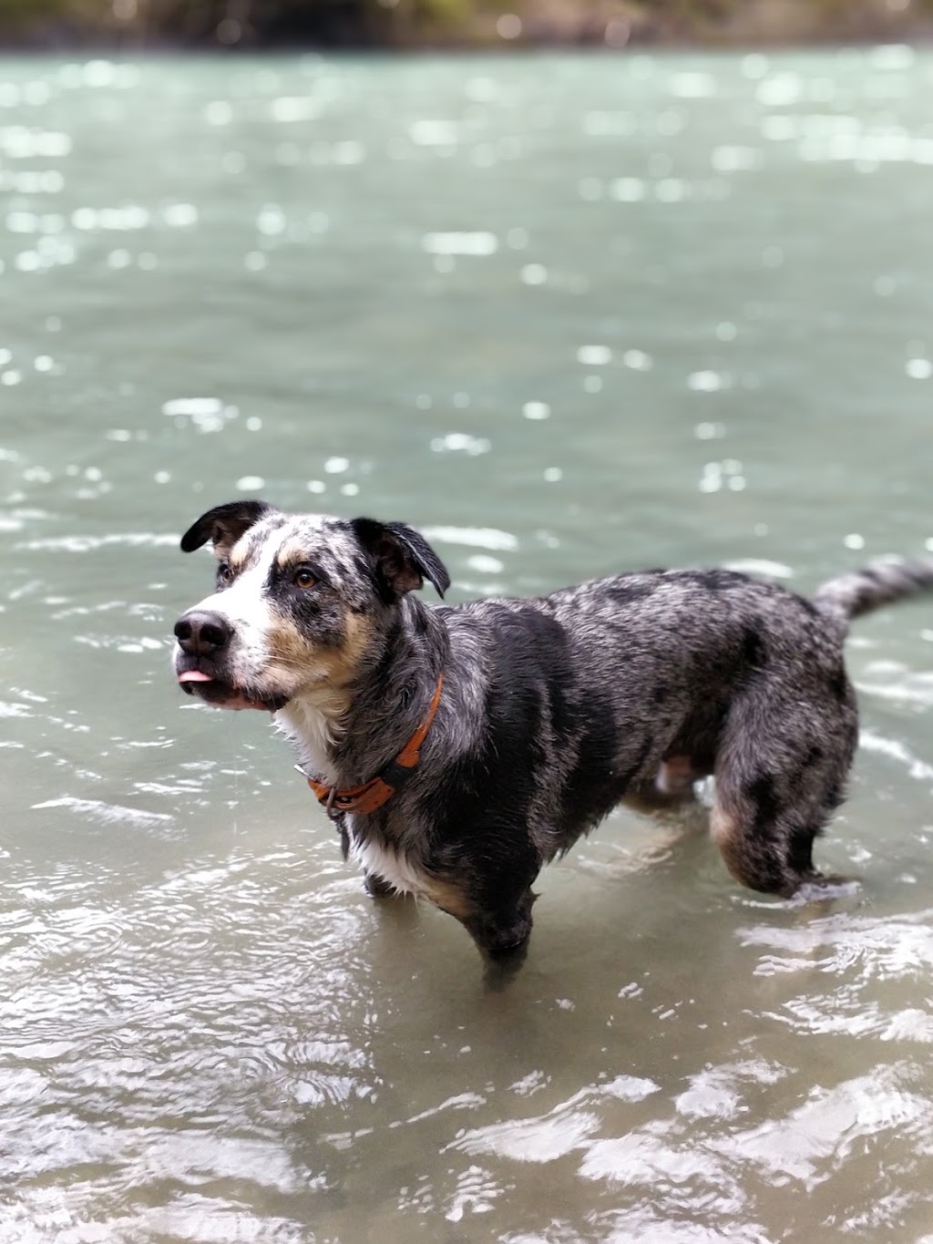 Glenora Riverside Park | Sunrise Rd, Duncan, BC V9L 6G6, Canada | Phone: (250) 746-2500