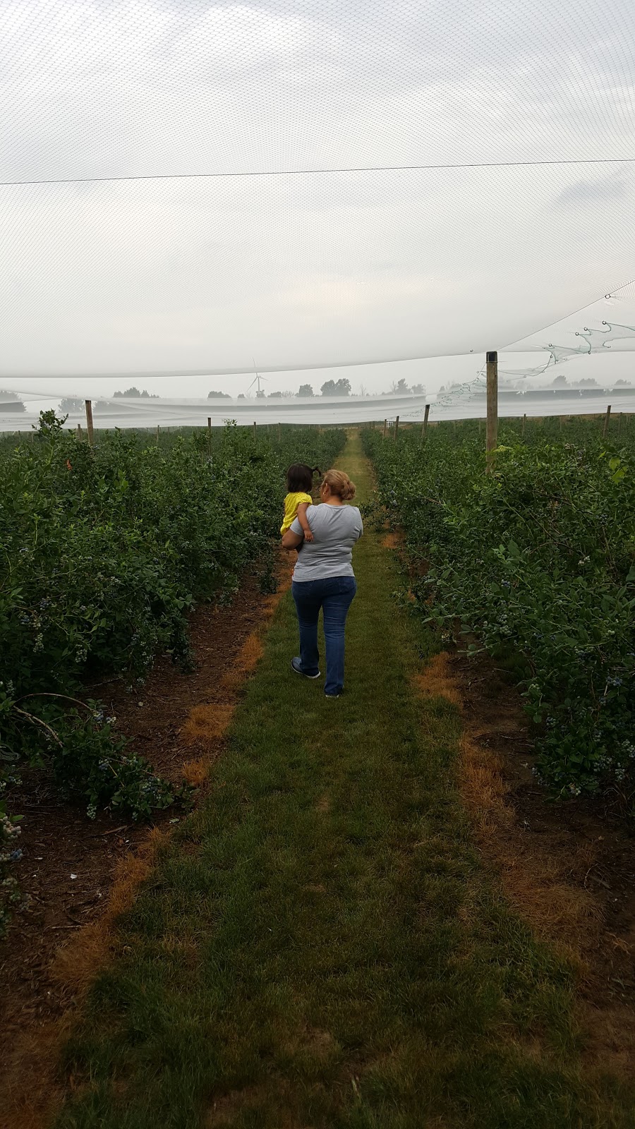 Berrylicious Fruit Farm | 425533 Substation Rd, Burgessville, ON N0J 1C0, Canada | Phone: (519) 424-3147