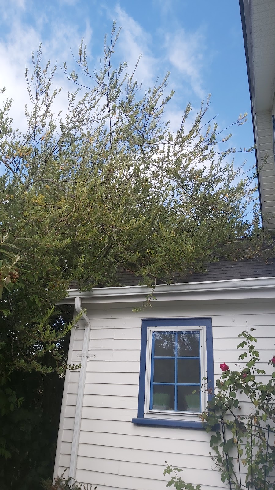 Raven Lawn and Garden | 939 Reeve Pl, Victoria, BC V9A 4R5, Canada | Phone: (250) 857-8206