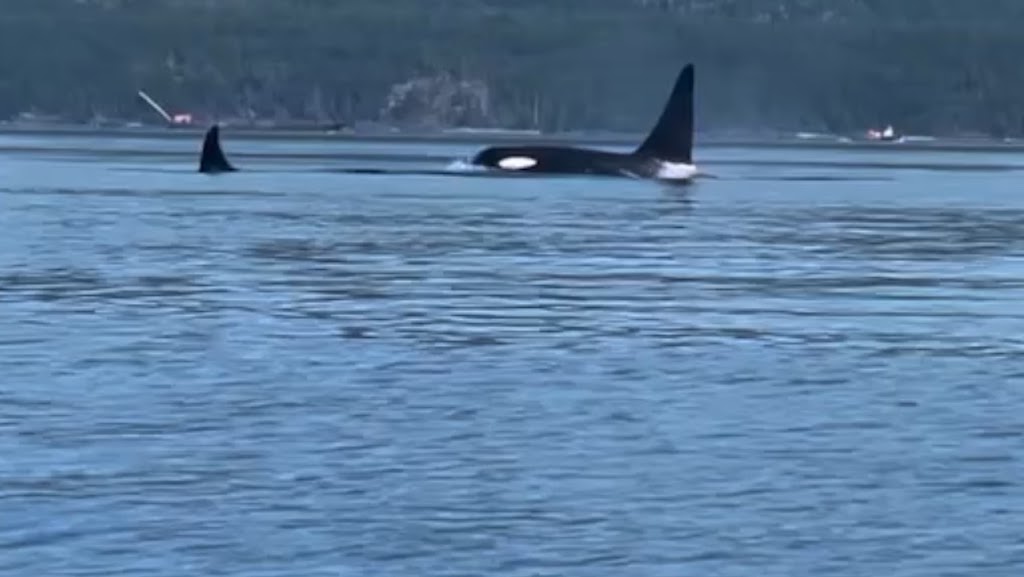 Orca Camp Vancouver Island | 1811 Surgenor Rd, Black Creek, BC V9J 1G6, Canada | Phone: (250) 337-5717
