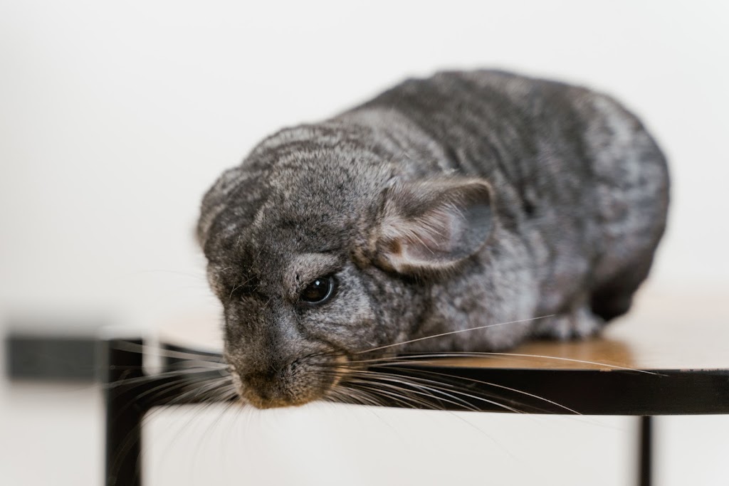 Pampered Pals Pet Care | 44 Evergreen Crescent, Wasaga Beach, ON L9Z 1B6, Canada | Phone: (705) 795-8523