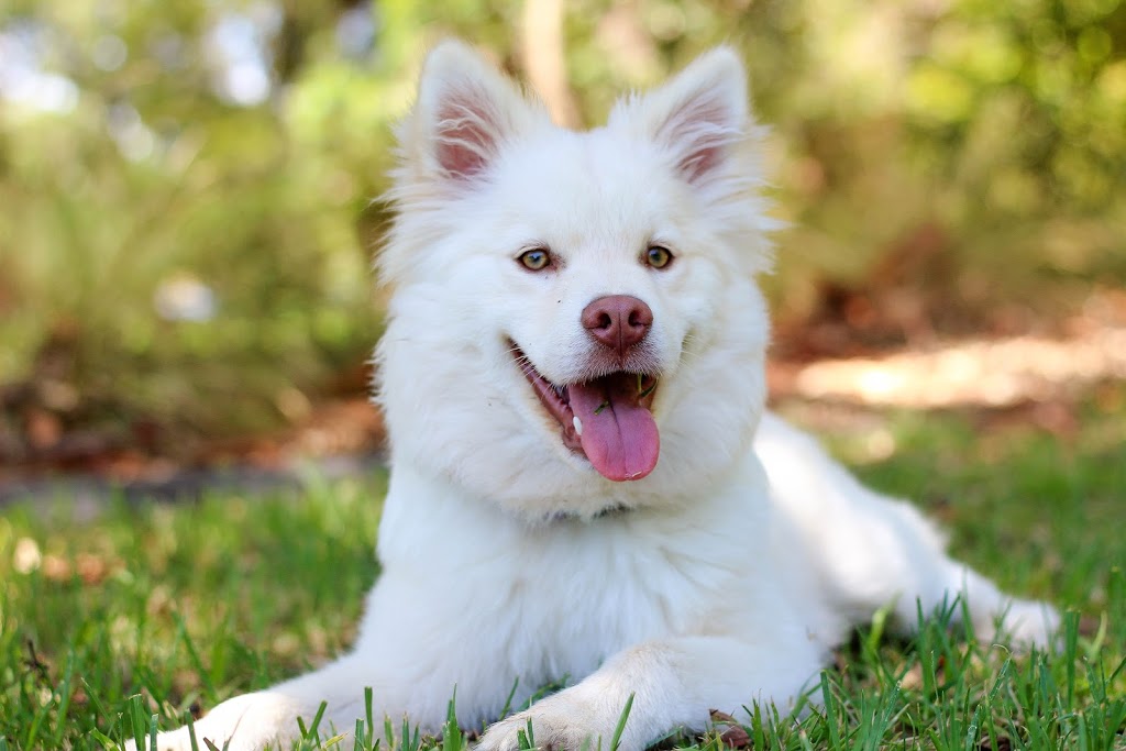 Parissa Pet Grooming | 3100 Route Harwood #18, Vaudreuil-Dorion, QC J7V 8P2, Canada | Phone: (438) 490-6837